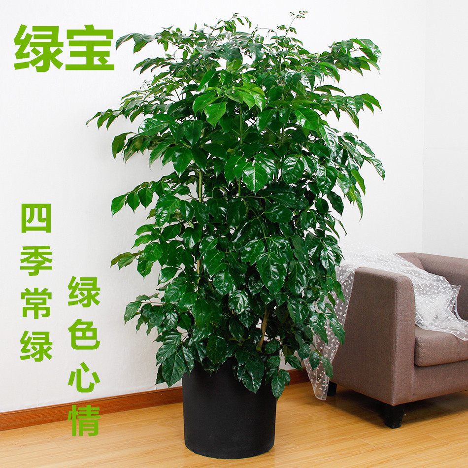 植物幸福树绿宝树室内花卉绿植价格质量 哪个牌子比较